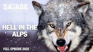 WILD ALPS | Epic Struggle for Survival in Europe’s Frozen Peaks | Animal Documentary