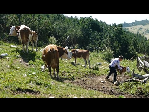 Bjeshka SHESTA E LIPËS - Reportazh