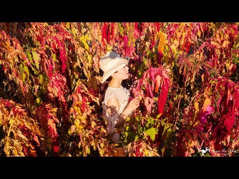 2019唸戀學甲蜀葵花文化節