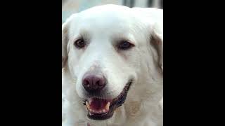 Video preview image #1 Anatolian Pyrenees Puppy For Sale in Corona, CA, USA