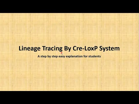 Lineage tracing by Cre-LoxP system