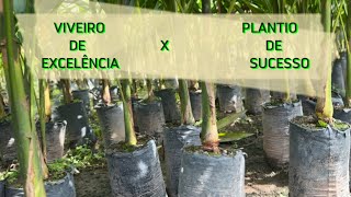 AÇAÍ: SEU PLANTIO PRECISA DESSAS TÉCNICAS.