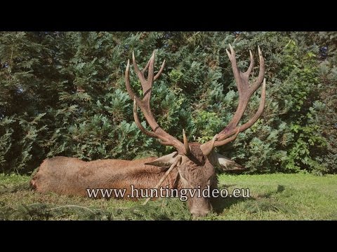 Red Stags Hunting in Hungary
