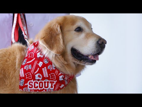 The Wisconsin School of Veterinary Medicine teams up with WeatherTech
