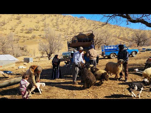 Selling the herd for survival; The day the mountains were sad 🗻| A bittersweet farewell to the herd🐑