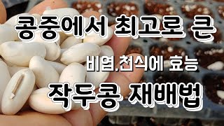 콩중에 최고로 큰 작두콩 재배법 작두콩 모종키우기 작두콩 심는법