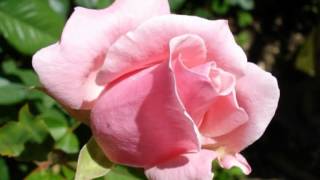 Sidney Bechet : "Petite Fleur" interprété par Maxim Saury