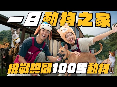 養寵物0經驗第一次就照顧100隻動物！帶毛孩放風差點失控！？