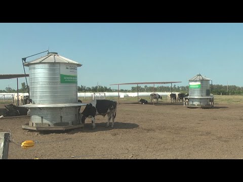 , title : 'Nutrición animal para engorde, desarrollo de terneros y hembras holando con la Cooperativa Lehmann'