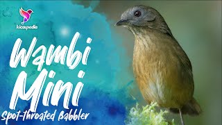 Download lagu Spot-throated Babbler Bird Song, sound, Call, Chirp, Vocalization, Melody - Pellorneum albiventre mp3