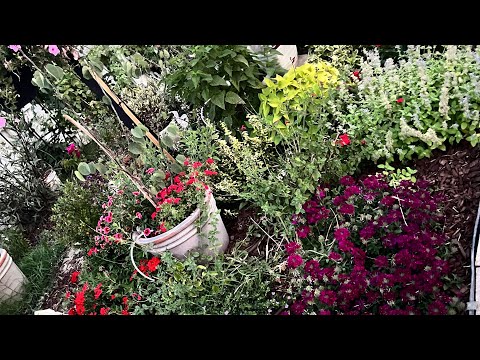 Planting Habiscus and touch of gold holly