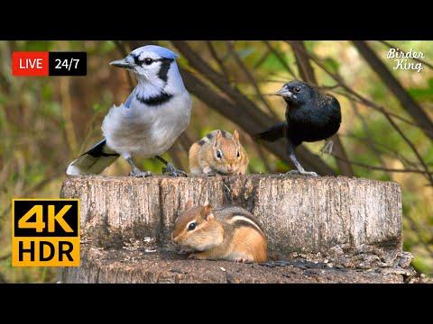 🔴 24/7 LIVE: Cat TV for Cats to Watch 😺 Cute Birds, Chipmunks and Squirrels 4K 🐦 Cat Games HDR