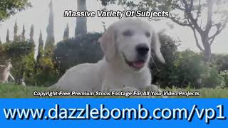 Dazzle Video Set 1 Example 2
