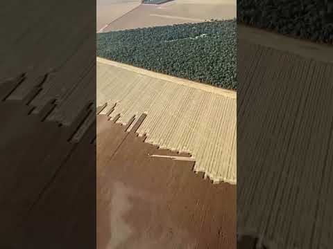 Tipo Yellowstone 🌱🌱🌱