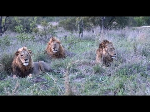 Three Male Lion Coalition in all Their Glory