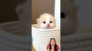 Download lagu Kucing Imut Ini Bikin Jatuh Hati 🐱❤️ #shorts mp3