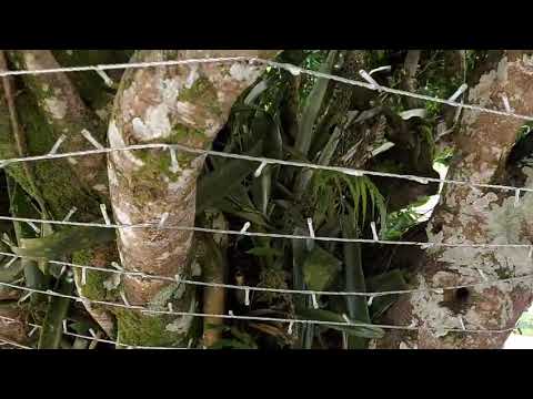 Santa Teresa Espírito Santo Brasil.