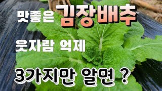 계속되는 비소식 김장배추 웃자람 억제재 사용법 단단하고 속이 꽉찬 김장배추 만들기 이것 3가지만 알면 무조건…