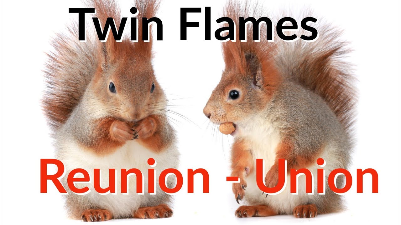 Watch video Twin Flames ๐ Bees And Signs Show You That Your Union Is Coming Now Twin Flames ๐ Bees And Signs Show You That Your Union Is Coming