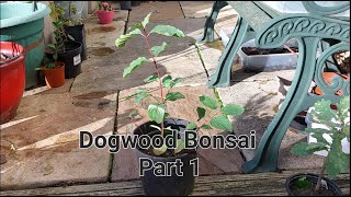 Dogwood Bonsai Progression Part 1.