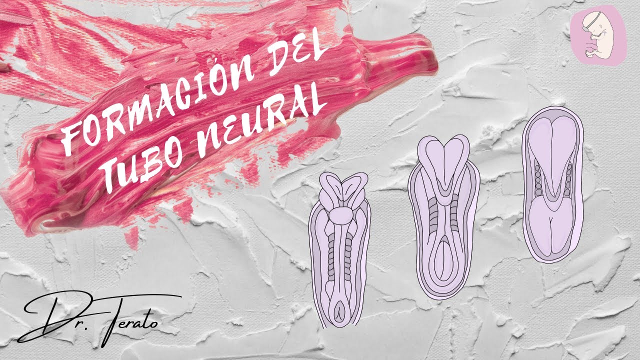 Formación del Tubo Neural