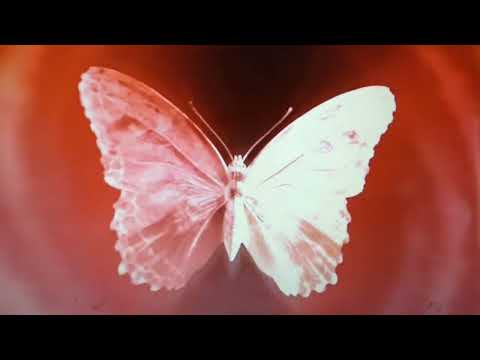 Manuel feat. Moriones-Vodoo Baba|Official Lyrics Video