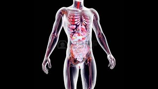 HYPOTHALAMUS - PITUITARY GLAND - HUMAN ENDOCRINE SYSTEM - BASIC CONCEPTS