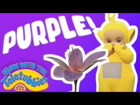 Let's Learn Colours: PURPLE 💜 | Toddler Learning | Grow with the Teletubbies