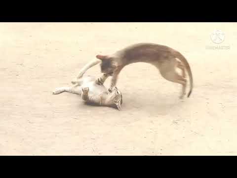 || natural beauty || by abhijit kumar ||