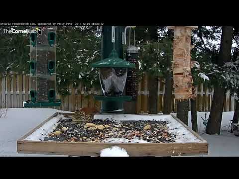 Blue Jays, Brown Thrasher, and Gray Jay Visit Ontario – Dec. 6, 2017