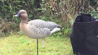 New Avian X pinkfoot geese decoys