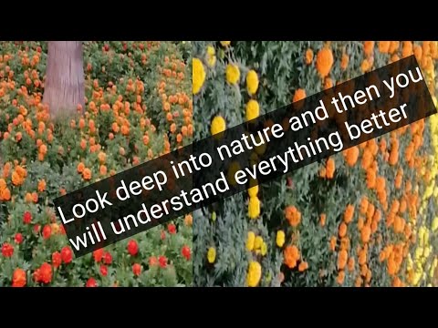 Beautiful Flowers around me & Enjoying Nature.