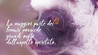 I lemuri del Madagascar