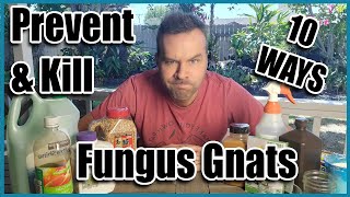 10 Ways Prevent & Kill Fungus Gnats in Seedlings and Houseplants