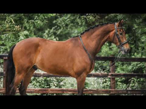 SOLD - Don Olymbrio x Bordeaux - 2015 - Gelding - 1.69m