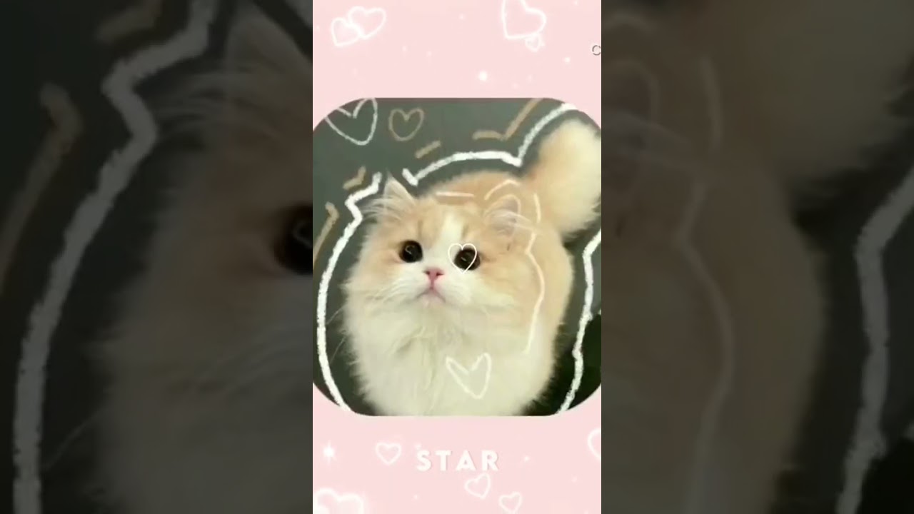 ADORABLE CATS♡ {Credits to owner} #cute #cats #cutecats #edit #coquette