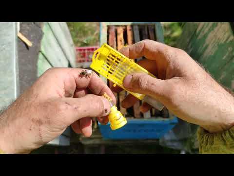 Матководство. Начало сезона.  Рождение  пчеломатоки.