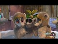 King Julien Is A Player