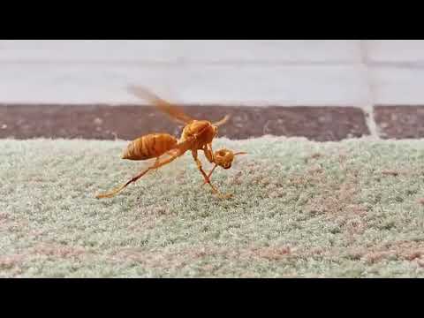 園芸 膜翅目: ミツバチ、マルハナバチ、アリ、スズメバチ