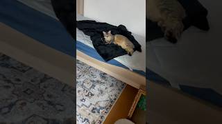 ねむいのに挨拶にきてくれるやつ #shorts