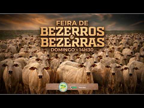 Leilão de Gado AO VIVO - Laranjeiras do Sul 15/03/26 14H30 | Leiloingá Leilões