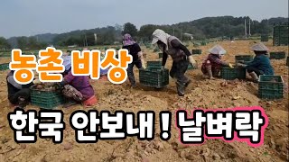 농촌 비상!  한국 안보내! 농사 포기해야 할지도!