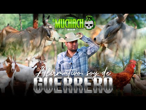 Afirmativo Soy De Guerrero - El Muchacho De La M 2025