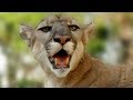 Florida Panther 03