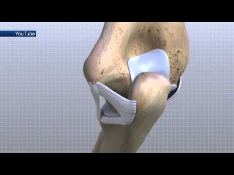 Медицинская справка: суставы и их функция