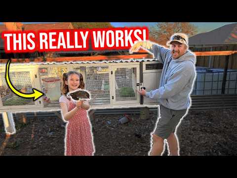 Raising Quail the RIGHT Way | Full Pen Walkthrough & What You Need to Know