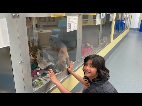 First Time I visited Dog and Cat Adoption Center | #dogandcat #animaladoption