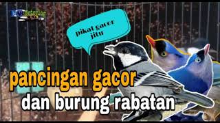 Download lagu pancingan gelatik dan burung rambatan jitu gacor mp3