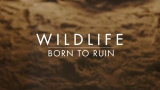 Wildlife - Born To Ruin