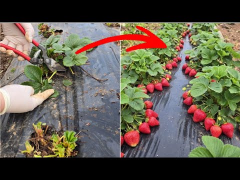 Strawberries need this! An important step in spring for a bountiful harvest and healthy fruit!